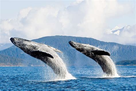 What Is the Best Month to See Whales in Alaska - Maren-has-Jacobs