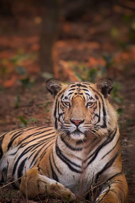 The Royal Bengal Tiger | Bengal tiger, Tiger photography, Majestic animals