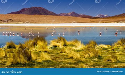 Laguna in the Atacama Desert Salt Flats, Bolivia Stock Photo - Image of flamingo, flickr: 103412640