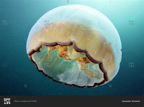 View of a scyphozoa aurelia limbata in the ocean stock photo - OFFSET