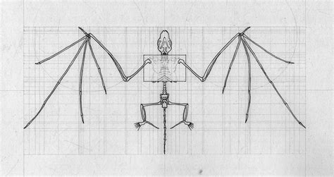 Bat Anatomy Drawing | Behance