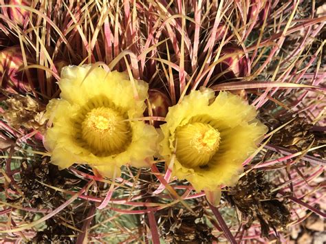 Barrel Cactus Flower | Cactus flower, Barrel cactus, Cactus