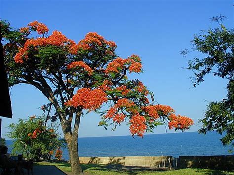 Flamboyant Tree, Malawi photo, Senga Bay Malawi Africa