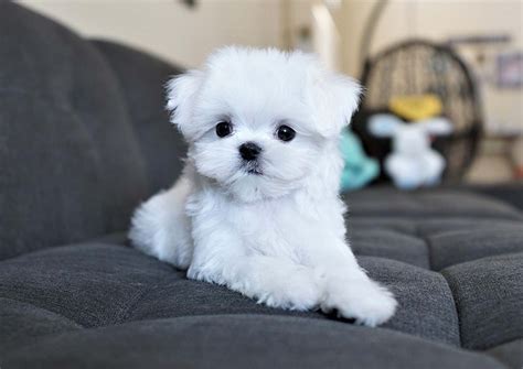 Q-Tip the Toy Maltese ($3,600) - Top Dog Puppies