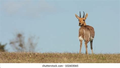 158 Common Reedbuck Images, Stock Photos & Vectors | Shutterstock