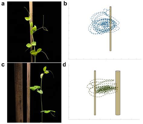 Plants | Free Full-Text | Decision-Making Underlying Support-Searching in Pea Plants