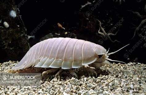 Giant Deep Sea Isopod going on sea-bed - SuperStock