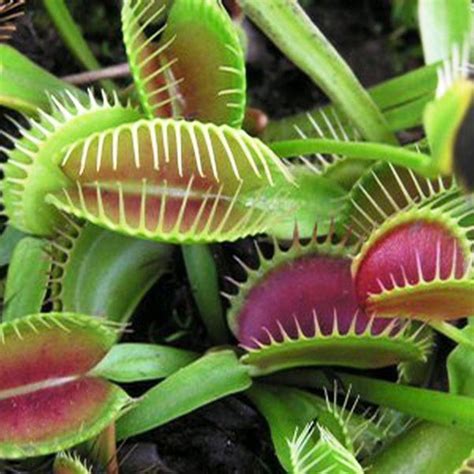 Planta Carnivora Dionea Muscipula Flores, Semillas y Plantas Mágicas — Floresfrescasonline