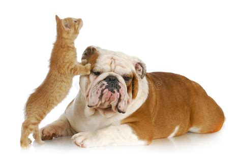 Dog and cat playing stock image. Image of background - 27202267