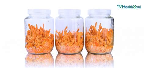 Cordyceps Benefits and Uses - Healthsoul