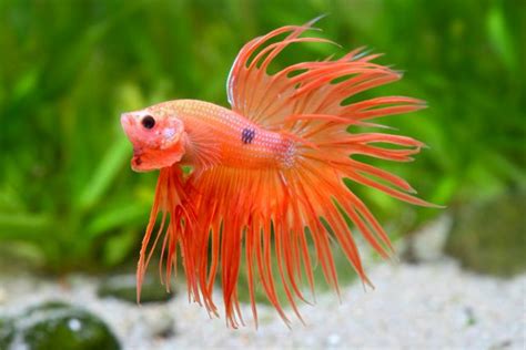 Nano fish - | Aquasabi | Aquasabi - Aquascaping Shop