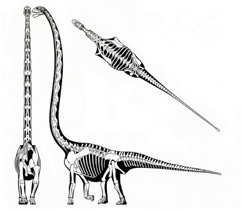 Sauroposeidon Skeleton