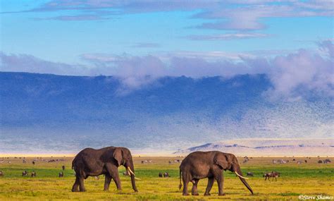 Ngorongoro Elephants | Ngorongoro Crater, Tanzania 2019 | Steve Shames ...