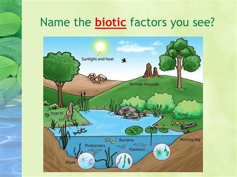 Forest Biotic And Abiotic Factors