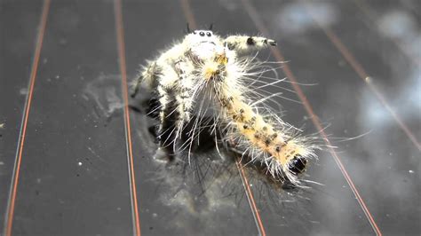 Jumping Spider Eats a Tent Caterpillar - YouTube