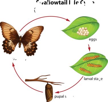 A Butterfly Life Cycle Ecology Tree Animal Vector, Ecology, Tree ...