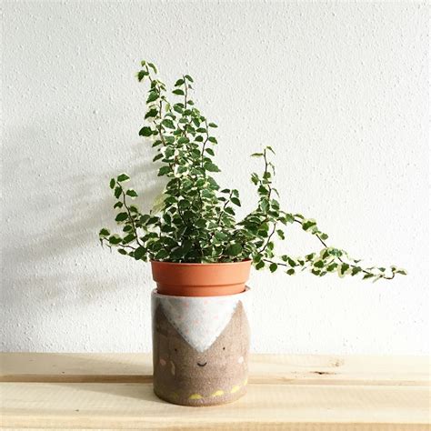 Green Leafy Plant Potted on Clay Pot · Free Stock Photo
