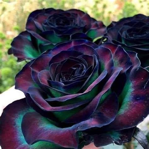 Soul Alchemy - Rare black rainbow rose 🌹🌹