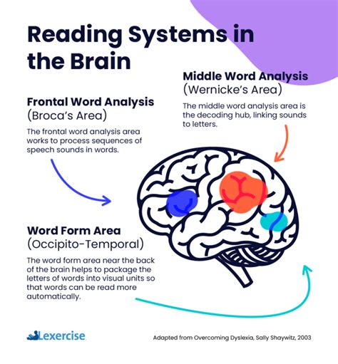 What Causes Dyslexia? - Lexercise