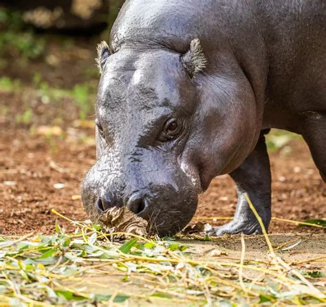 Pygmy hippo conservation | ZSL