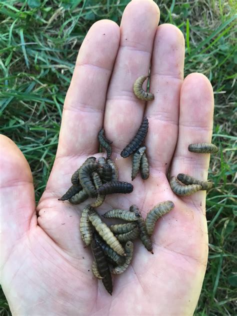 flies in garden waste bin - George Arreola