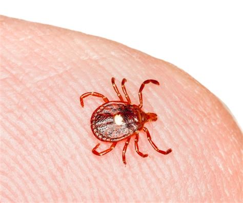 Lone Star Tick Identification, Habits & Behavior | Florida Pest Control