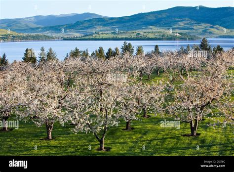 Agriculture - Cherry orchard in full bloom with Flathead Lake in the background / near Polson ...