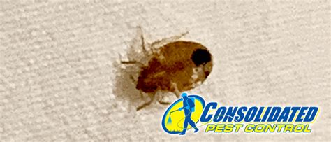 Hibernation and Bed Bugs - Welcome to Consolidated Pest Control