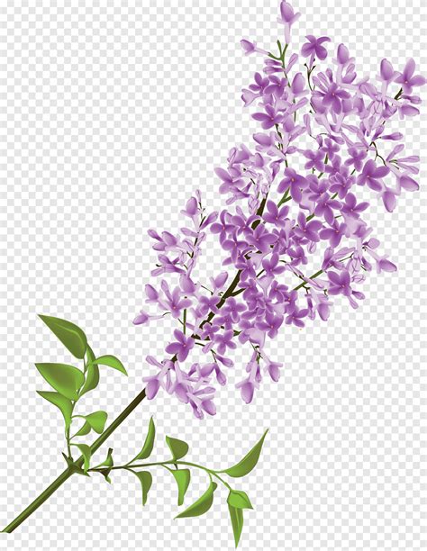 Flor lila común, lila, pintura de acuarela, púrpura png | PNGEgg