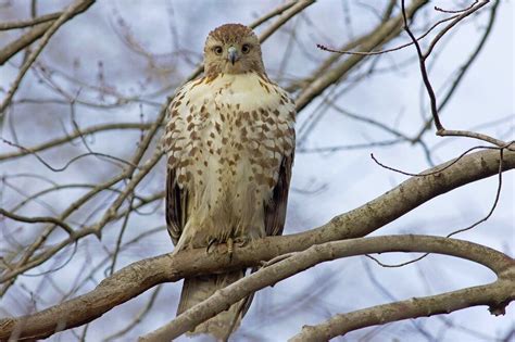 Which hawk? - Help Me Identify a North American Bird - Whatbird Community