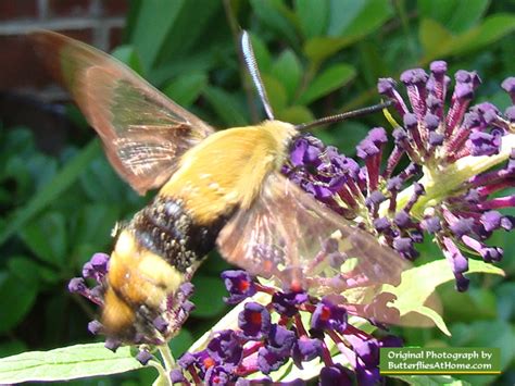 Hummingbird Moth, description, identification, characteristics, size, photographs