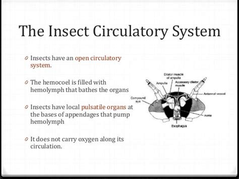 Summary on Insect Circulatory System