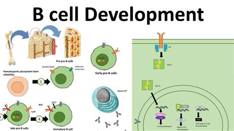 Developmental Cell