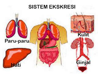 ARTIKEL IPA: Sistem Ekskresi pada Manusia - Artikel Biologi