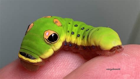 Cutest Caterpillar Ever Photograph by Nancy Denmark - Pixels