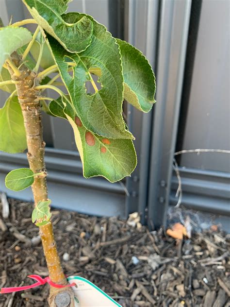 How to fix apple tree leaves curling and... | Bunnings Workshop community