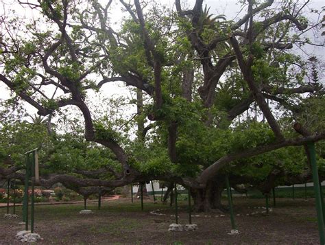 California Black Walnut | XL Tree Seedling – SequoiaTrees.com