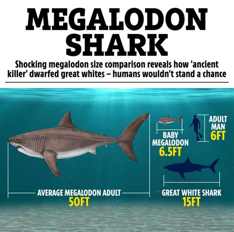 Shocking megalodon size comparison reveals how 'ancient killer' dwarfed ...