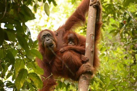 KUOW - Orangutans: people of the forest