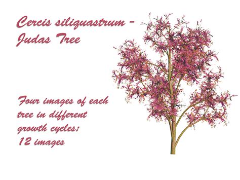 Judas Tree PSD by GraceAndPeace on DeviantArt