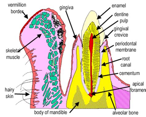 Oral Mucosa Anatomy - Anatomy Reading Source