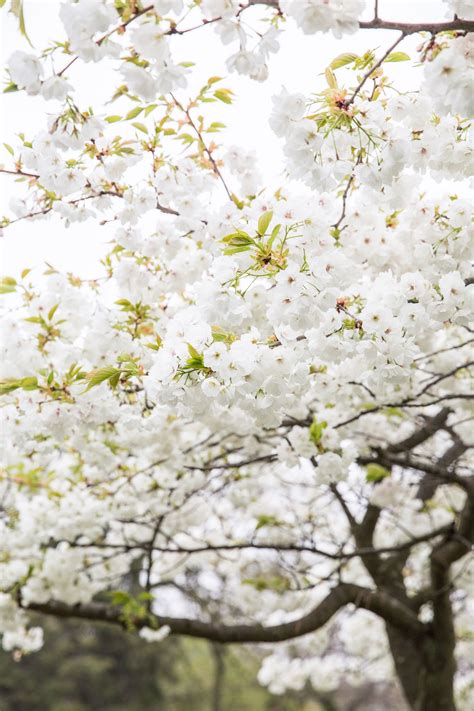 White Cherry Blossom Tree, IG1 | Cherry blossom tree, White cherry blossom, Southern homes