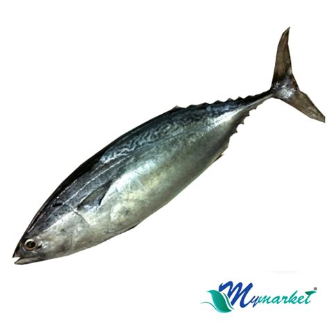 Ikan Tongkol (700gm-900gm) – My Market