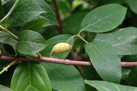 Calycanthus floridus (Bubby Bush, Carolina Allspice, Common Sweetshrub, Spicebush, Sweet Betsy ...