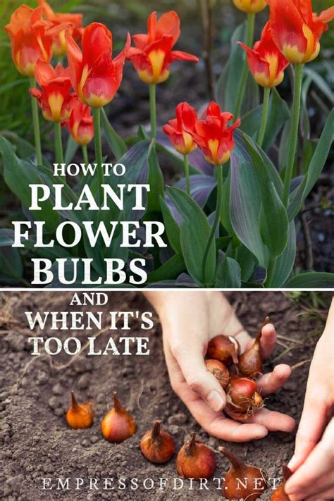 How to Plant Flower Bulbs (& When It's Too Late)