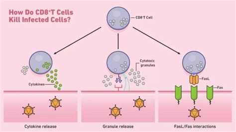 What's CD8+T cells and related functions? - Medical News