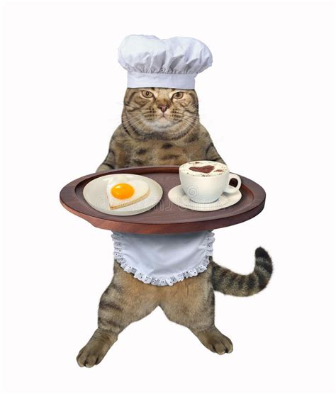 Cat cook with fried egg and coffee. The cat chef has cooked a fried egg ...