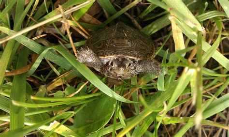 Almost stepped on this little guy - the smallest turtle I've ever seen. : pics