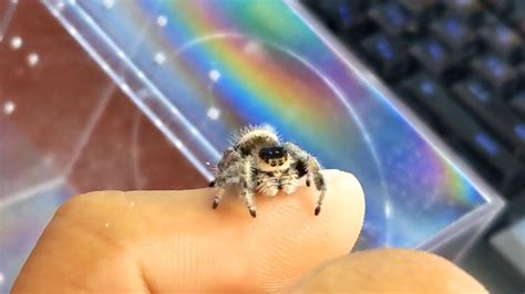 Ever had your pet jumper try to eat you? : r/spiderbro