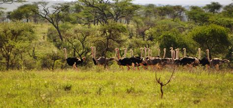 Wildlife safaris in Kidepo national park, Wildlife Tours in Kidepo